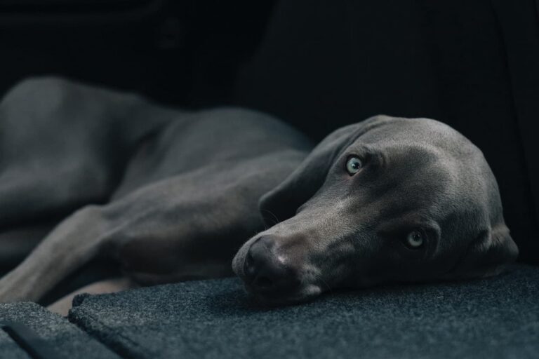 Freddie marriage V xncvgzDoo unsplash