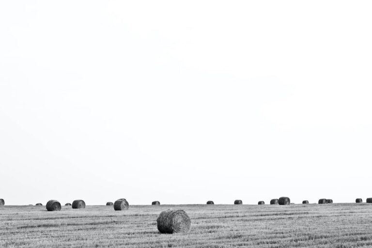 Pavel voinov 2f CnEeZsVg unsplash